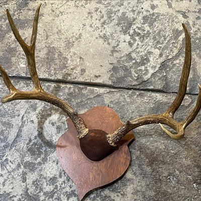 Antique Elk Antler Rack