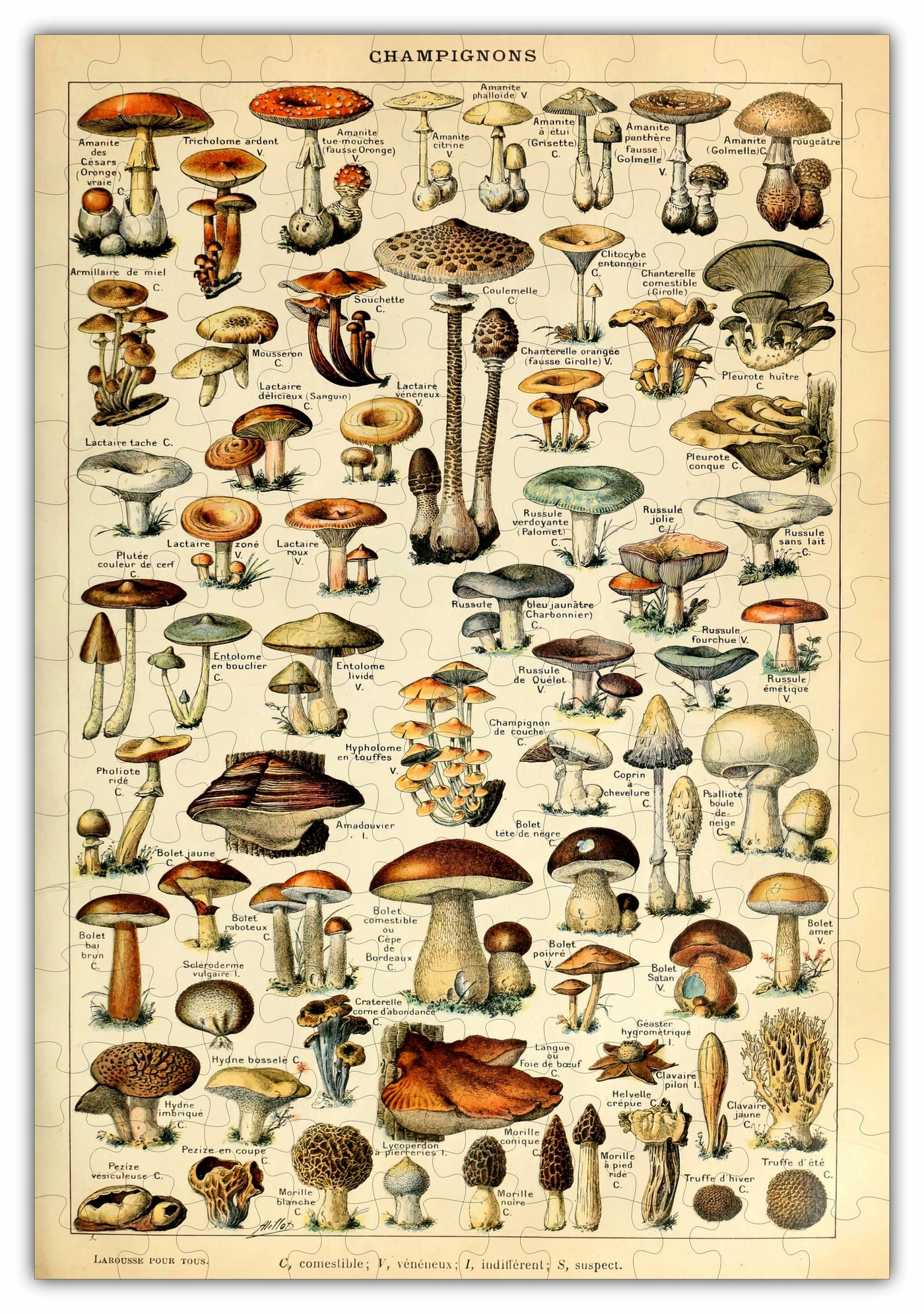Mushroom Species Chart Puzzle - 160PCS